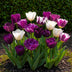 GreenboutiQ Tulpen Blueberry Mix, 12 Zwiebeln (XXL Pack) Bild 3