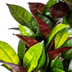 Codiaeum 'Croton' Iceton mit Korb Ø21cm - ↕60 - 80cm Bild 5