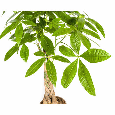Pachira Aquatica: Eleganter Geldbaum im Korb (Ø21cm, 90-110cm)