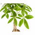 Pachira Aquatica: Elegant Money Tree in Basket (Ø21cm, 90-110cm) Bild 2
