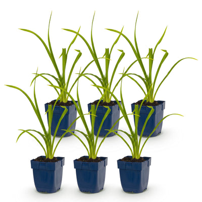 Green boutiQ - Perennial - Hemerocallis Summer Wine - Daylily - Bee and Butterfly Attractors - Purple - 6 Plants - Pot 11cm - Height 15-25cm