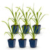 Green boutiQ - Perennial - Hemerocallis Summer Wine - Daylily - Bee and Butterfly Attractors - Purple - 6 Plants - Pot 11cm - Height 15-25cm Bild 2