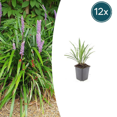 12x Liriope muscari 'Ingwersen' - Graslilie, 10-25cm, Ø9cm Topf
