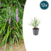 12x Liriope muscari 'Ingwersen' - Graslilie, 10-25cm, Ø9cm Topf Bild 1