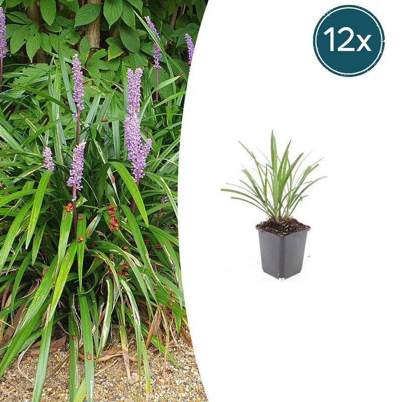 12x Liriope muscari 'Ingwersen' - Graslilie, 10-25cm, Ø9cm Topf