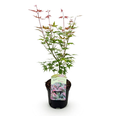 Japanischer Ahorn 'Phoenix' Rosa - Zierstrauch 70cm für Balkon & Garten