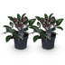 GreenboutiQ - Gartenpflanze - Lenzrose - Helleborus lividus Purple Marble - Lila Blüte - 2 Pflanzen - Immergrün - Topf 14cm Höhe 35cm Bild 2