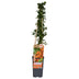 Pyracantha 'Soleil d'Or' - Ornamental shrub with golden berries, 65cm Bild 3