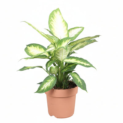 Dieffenbachia Camilla XL - 50cm - Ø17cm Topf