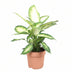 Dieffenbachia Camilla XL - 50cm - Ø17cm Topf Bild 1
