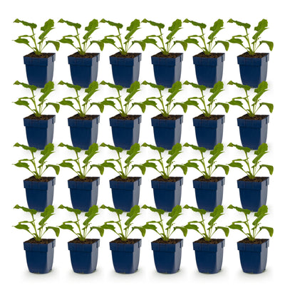 Green boutiQ - Staude - Echinacea purp. Magnus - Sonnenhut - Bienen- und Schmetterlingsanzieher - Rosa - 24 Pflanzen - Topf 11cm - Höhe 15-25cm