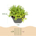 12x - Alpine mix - Ø7cm - ↕10-12cm Bild 2
