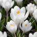 120x weiße Krokusse - Zwiebelgröße 7/8 - Frühblüher für Ihren Garten Bild 1