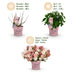 2x Hydrangea Groundbreaker Blush - Hardy, Pink, 14cm Pot Bild 4