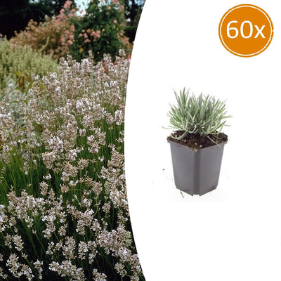 60x Lavendel 'Edelweiss' Weiß, 10-25cm, Ø9cm