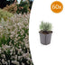 60x Lavendel 'Edelweiss' Weiß, 10-25cm, Ø9cm Bild 1