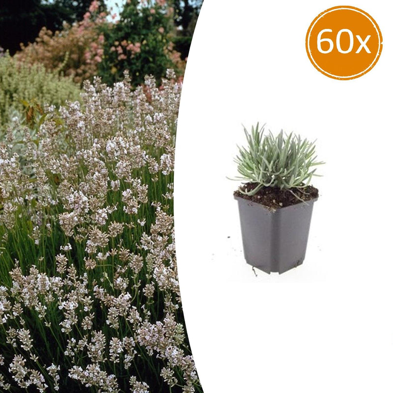 60x Lavendel 'Edelweiss' Weiß, 10-25cm, Ø9cm