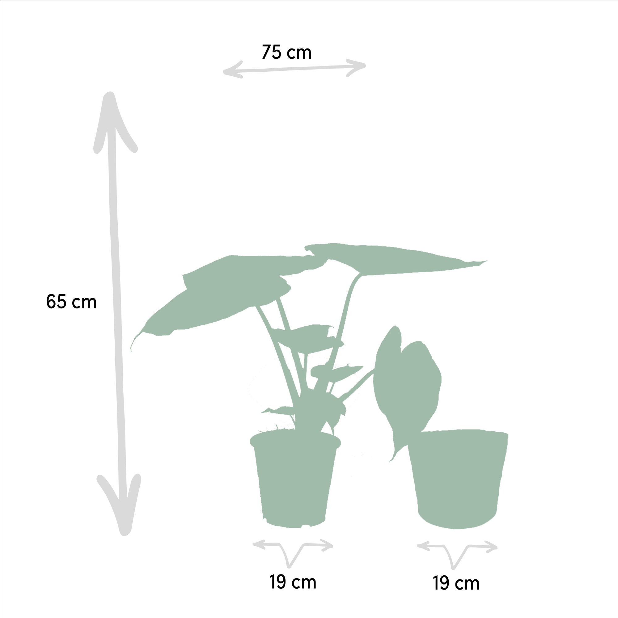 Alocasia Wentii - Ø19cm - ↕65cm + Korb Selin