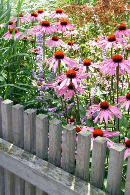 12x Echinacea 'Magnus' Staude (10-25cm) - Rosa Sonnenhut