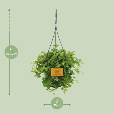 Peperomia Rotundifolia: Charmante Zimmerpflanze, Ø15cm, ↕25cm