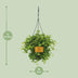 Peperomia Rotundifolia: Charming Houseplant, Ø15cm, ↕25cm Bild 2