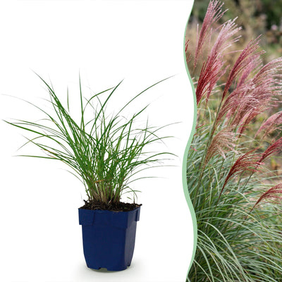Green boutiQ - Gräser - Miscanthus sin. Red Chief - Pampasgras - Mit Blüte - Grün - 12 Pflanzen - Topf 11cm - Höhe 15-25cm