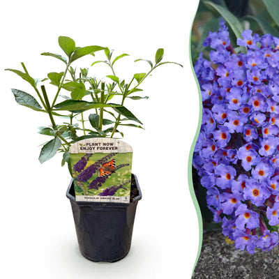 GreenboutiQ Schmetterlingsstrauch 'Empire Blue' - Blaue Blüten, für Schmetterlinge