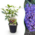 Green boutiQ - Garden plant - Buddleja davidii Empire Blue - Butterfly Bush - Winter-hardy - Blue - 1 plant - 17cm pot - 45cm height Bild 1
