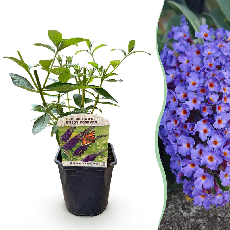 Green boutiQ - Garden plant - Buddleja davidii Empire Blue - Butterfly Bush - Winter-hardy - Blue - 1 plant - 17cm pot - 45cm height