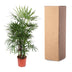Rhapis Excelsa Damenpalme - 190 cm hoch, ø34 Topf Bild 4