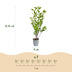 Green boutiQ - 24x Ligustrum ovalifolium - Gewöhnlicher Liguster - Heckenpflanzen - Immergrün - Grün - Topf 9cm - Höhe 35-45cm Bild 4