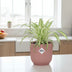 Grünlilie Chlorophytum Comosum Variegatum im Deko-Übertopf Bild 3