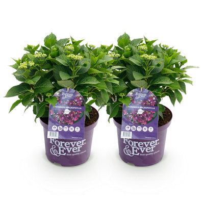 Grüne Hortensie 'Forever & Ever' Lila im 23cm Topf, 55cm Höhe