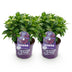Grüne Hortensie 'Forever & Ever' Lila im 23cm Topf, 55cm Höhe Bild 2