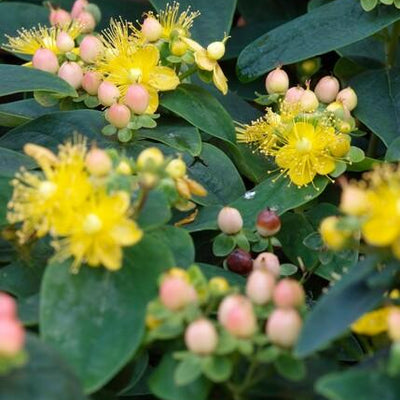 6x Hypericum inodorum 'Annebel' - ↕10-25cm - Ø9cm