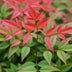 GreenboutiQ Nandina Obsessed: 2x Immergrüne Farbwunder im 17cm Topf Bild 8