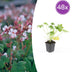 48x Geranium macr. 'Spessart' - Bodendecker, 10-25cm Bild 1