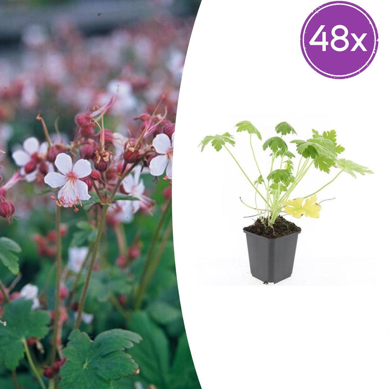 48x Geranium macr. 'Spessart' - Bodendecker, 10-25cm