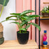 Künstliche Calathea Zebrina 42 cm im schwarzen Topf Bild 3