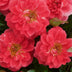 GreenboutiQ Kletterrose 'Salmon Queen' - 2 Pflanzen, hellrosa Blüten Bild 4