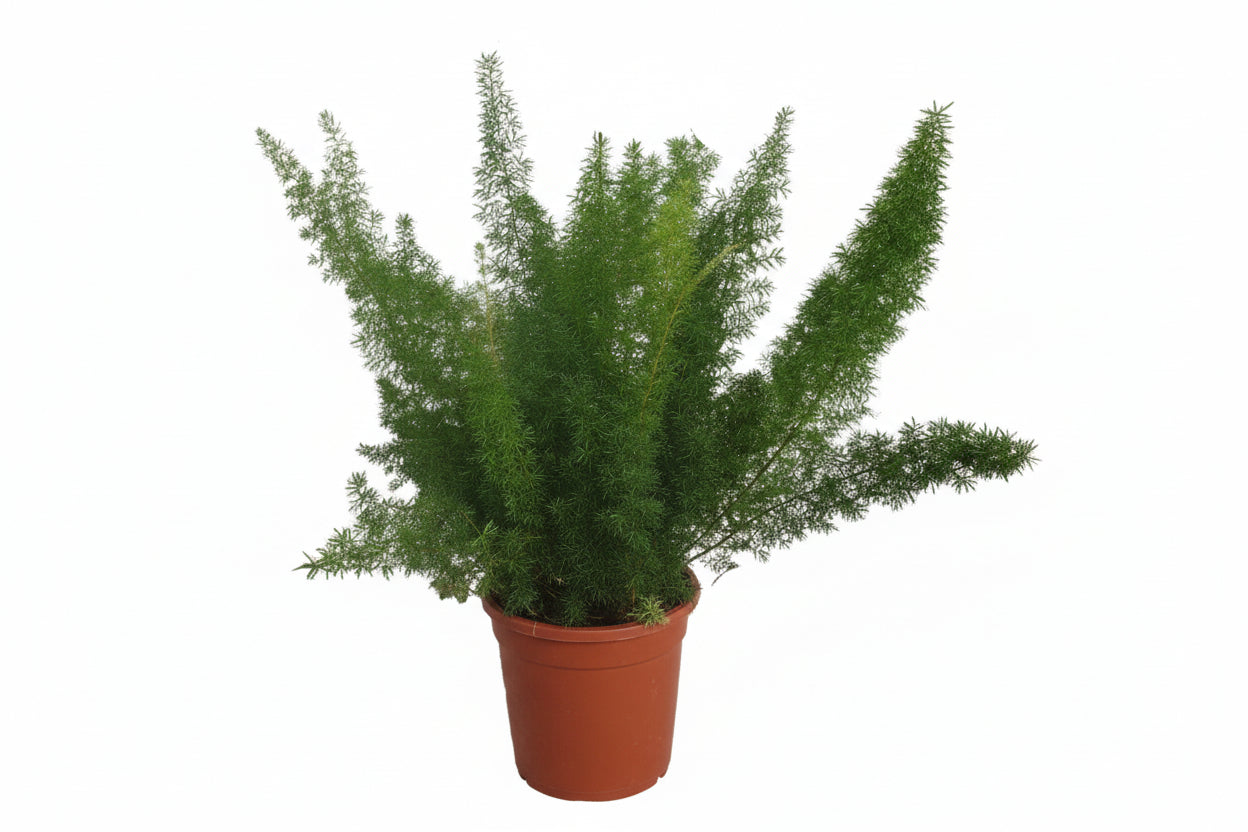 Asparagus D. Meyers - Ø17cm - ↕50cm