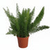 Asparagus 'Myers' - Ø17cm Topf, 50cm hoch Bild 1