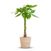 Pachira Aquatica (Geldbaum) im Seegras-Korb - 80cm Bild 1