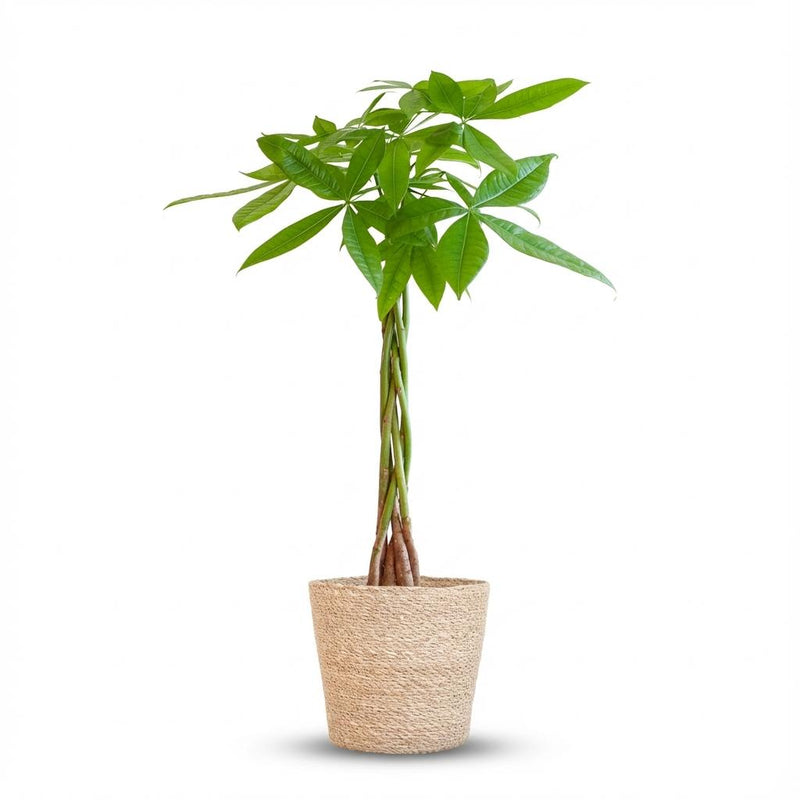 Pachira Aquatica (Geldbaum) im Seegras-Korb - 80cm
