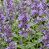 Green boutiQ - Perennial - Nepeta nerv. Neptune - Catnip - Bee and Butterfly Attractors - Purple - 3 Plants - Pot 11cm - Height 15-25cm Bild 11