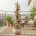 Fragrant Honeysuckle 'Belgica' - Set of 3 Climbing Plants Bild 3