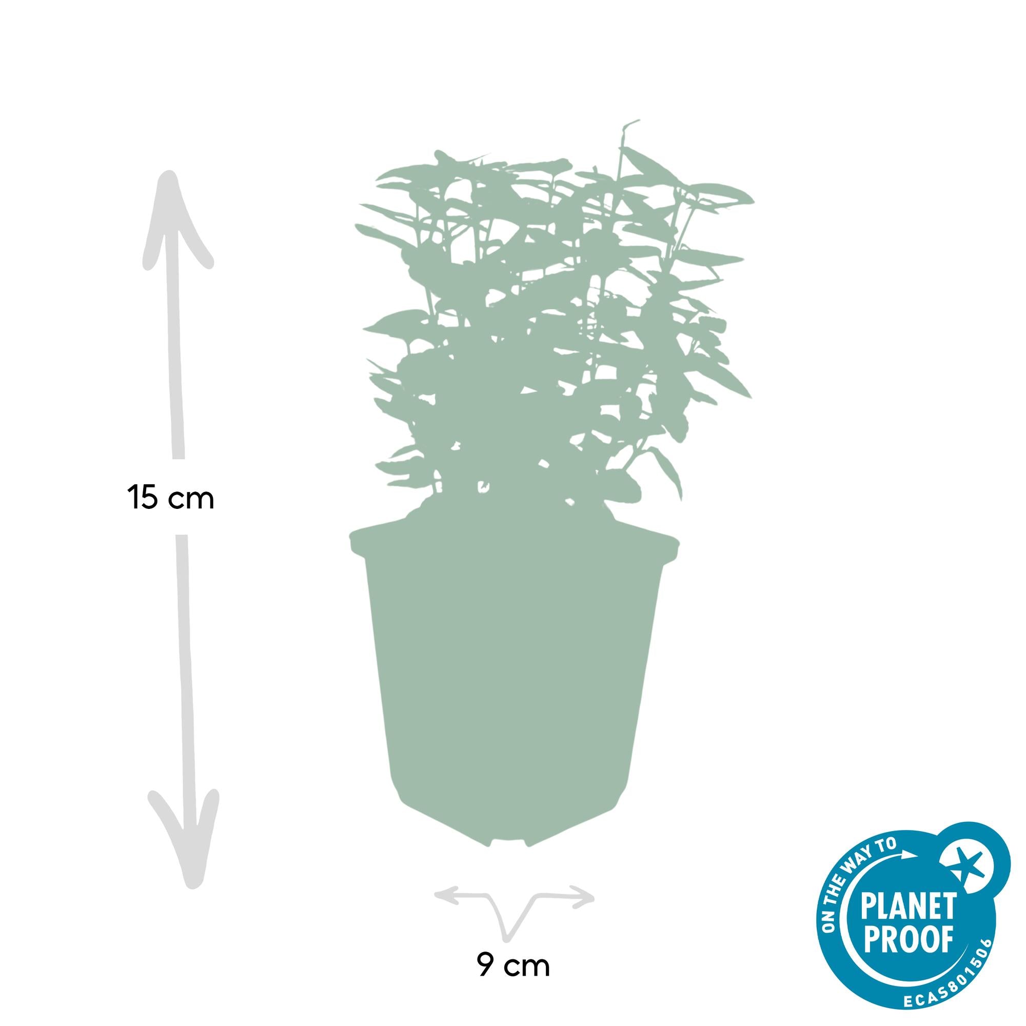 12x Euonymus 'Emerald 'n Gold' - 10-25cm - Ø9cm