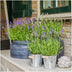 3x Lavender 'Felice' in decorative pot 'Old Look' (13cm) Bild 2