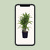 Dracaena Fragrans Lemon Lime (Ø24cm, ↕100cm) – Exotische Schönheit für Ihr Zuhause Bild 5