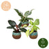 3x Baby Philodendron Tricolour Mix - Ø6cm Bild 5